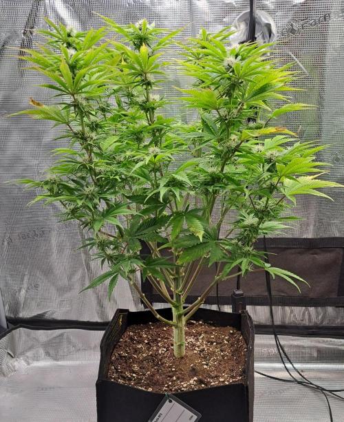 Coke for Saturn. Week 8 - Day 50