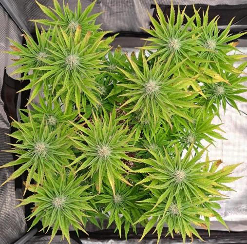 Coke for Saturn. Week 8 - Day 51