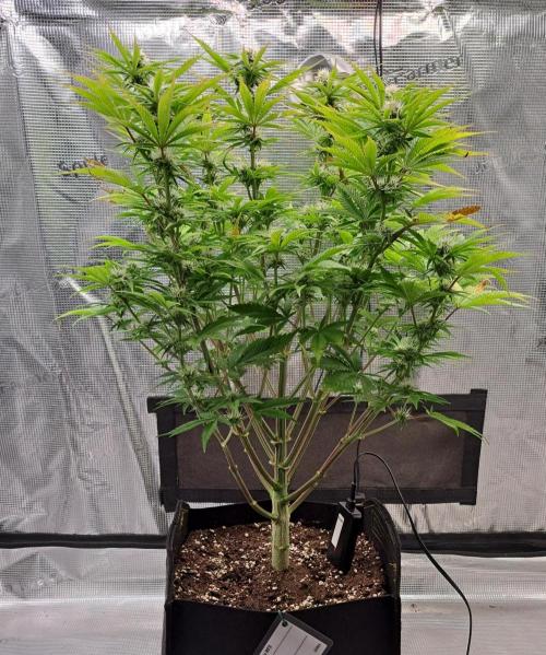 Coke for Saturn. Week 8 - Day 51