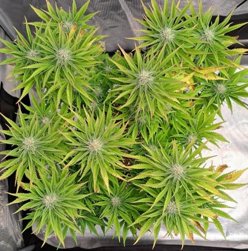 Coke for Saturn. Week 8 - Day 52