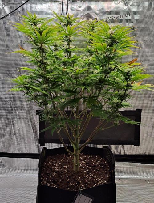 Coke for Saturn. Week 8 - Day 52