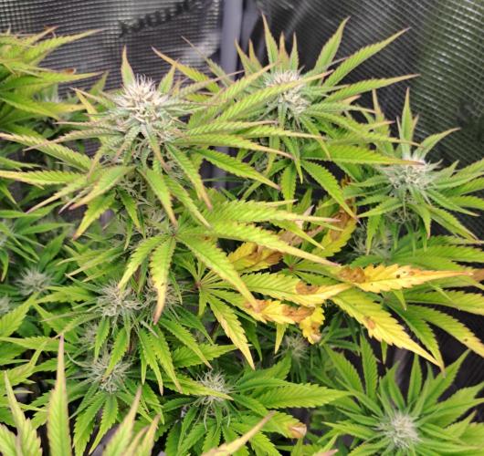 Coke for Saturn. Week 8 - Day 52