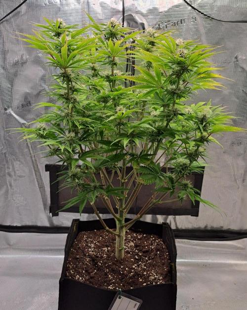 Coke for Saturn. Week 8 - Day 53