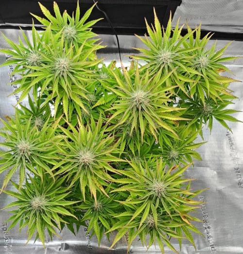 Coke for Saturn. Week 8 - Day 54