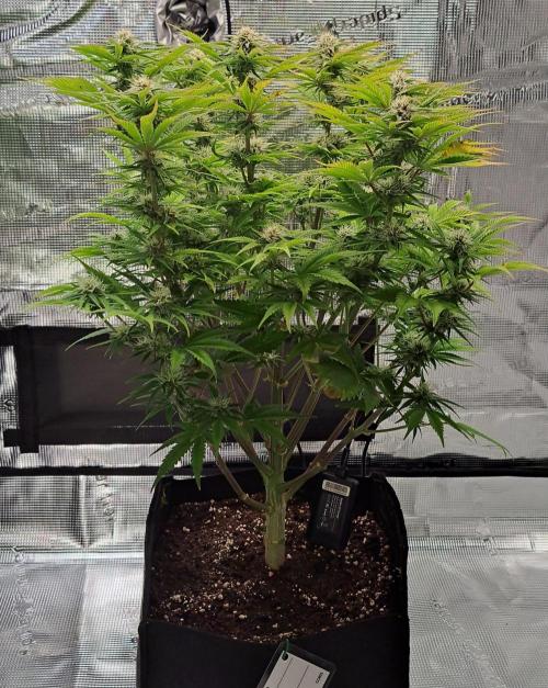 Coke for Saturn. Week 8 - Day 54