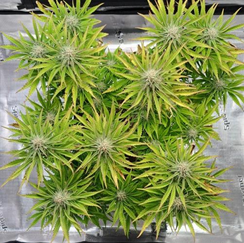 Coke for Saturn. Week 8 - Day 55