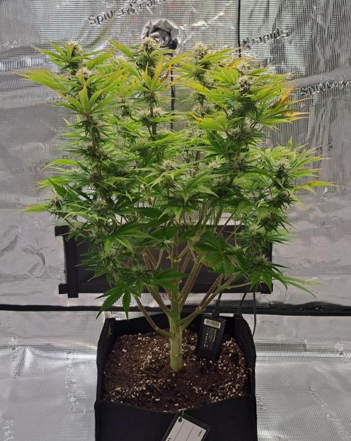 Coke for Saturn. Week 8 - Day 55