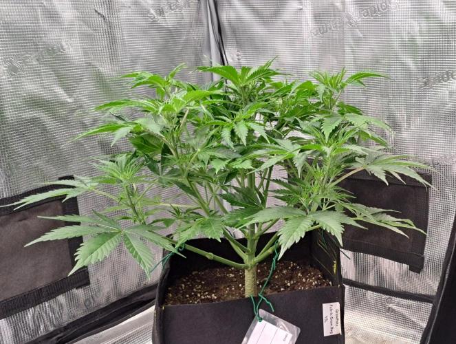 A little Ginger Punch for Venus. Week 6 - Day 36