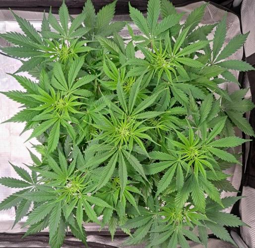 A little Ginger Punch for Venus. Week 6 - Day 37