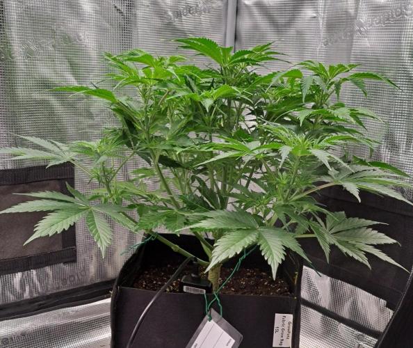 A little Ginger Punch for Venus. Week 6 - Day 37