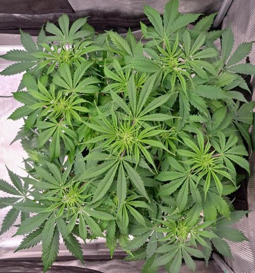 A little Ginger Punch for Venus. Week 6 - Day 38