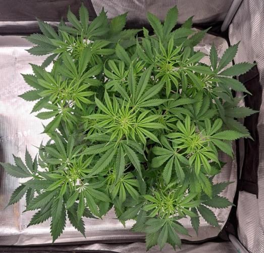 A little Ginger Punch for Venus. Week 6 - Day 39