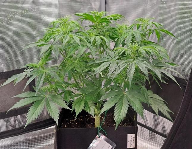 A little Ginger Punch for Venus. Week 6 - Day 39