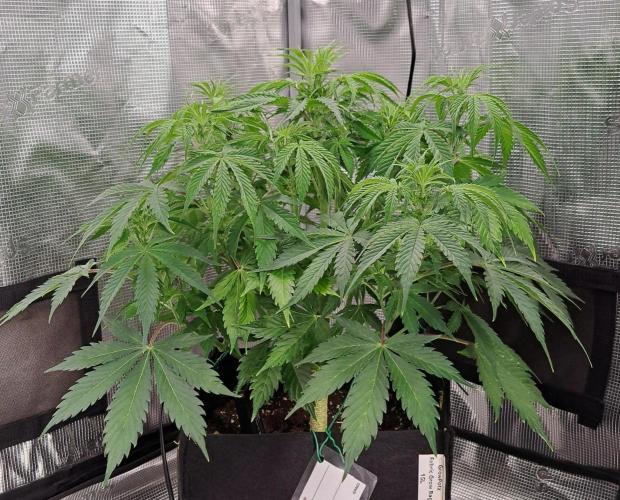 A little Ginger Punch for Venus. Week 6 - Day 40