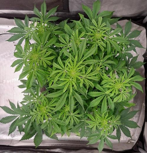 A little Ginger Punch for Venus. Week 6 - Day 41