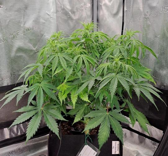 A little Ginger Punch for Venus. Week 6 - Day 41