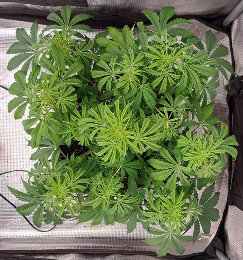 A little Ginger Punch for Venus. Week 6 - Day 42