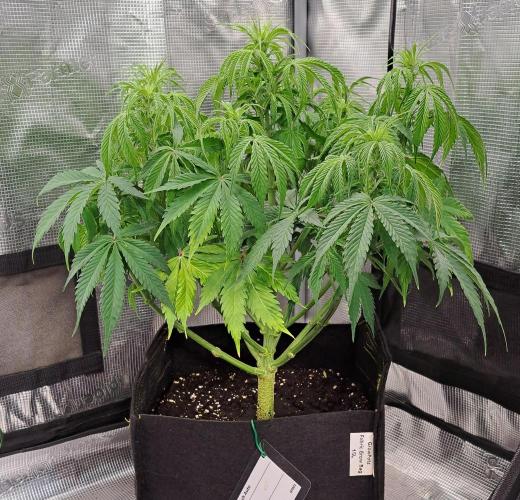 A little Ginger Punch for Venus. Week 6 - Day 42