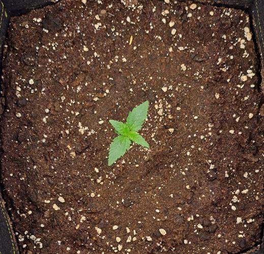 Jelly between Venus and Mars. Week 2 - AJA1 Day 8