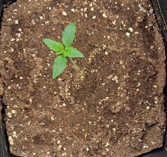 Jelly between Venus and Mars. Week 2 - AJA1 Day 9