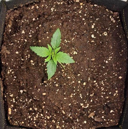 Jelly between Venus and Mars. Week 2 - AJA1 Day 10