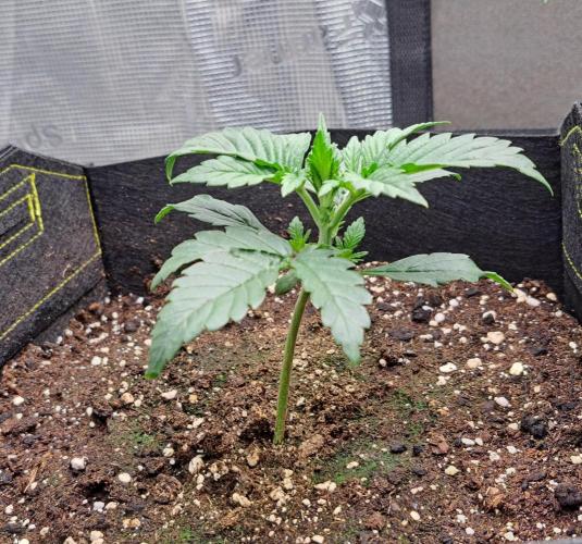 Jelly between Venus and Mars. Week 2 - AJA1 Day 14