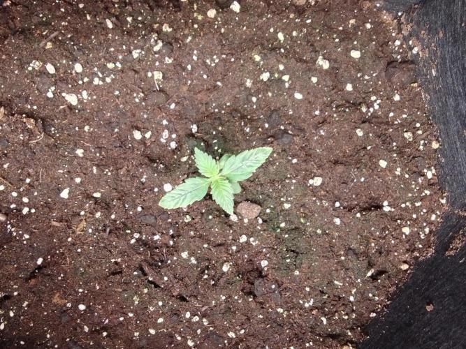 Jelly between Venus and Mars. Week 2 - AJA2 Day 8