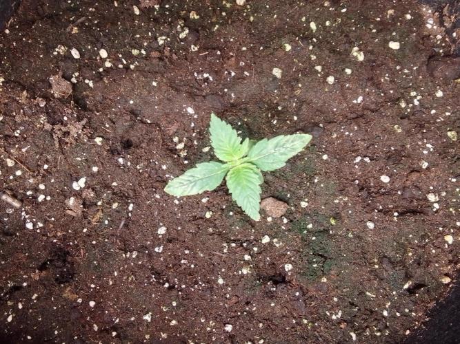 Jelly between Venus and Mars. Week 2 - AJA2 Day 9