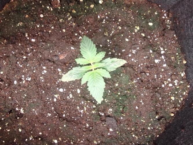 Jelly between Venus and Mars. Week 2 - AJA2 Day 11