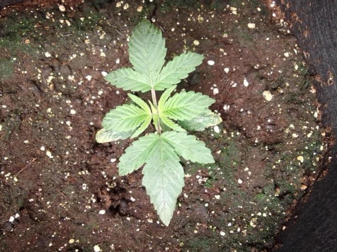 Jelly between Venus and Mars. Week 2 - AJA2 Day 14