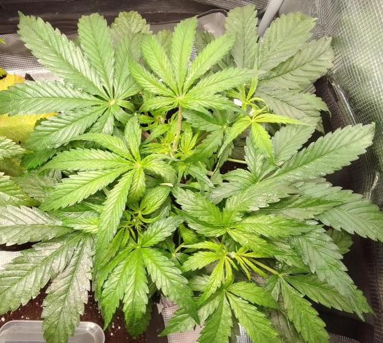 Mars dreams of Amnesia. Week 5 - Day 29