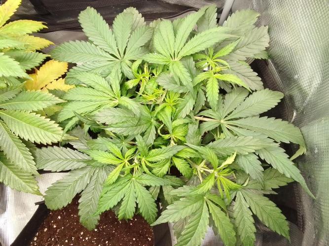 Mars dreams of Amnesia. Week 5 - Day 30