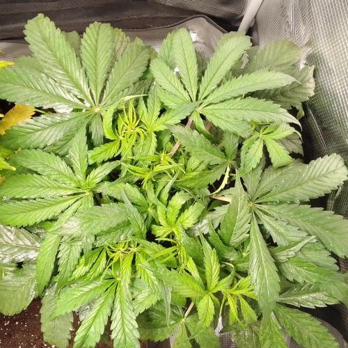 Mars dreams of Amnesia. Week 5 - Day 31