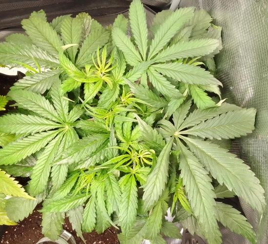 Mars dreams of Amnesia. Week 5 - Day 32