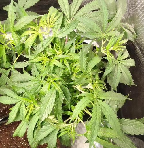 Mars dreams of Amnesia. Week 5 - Day 33