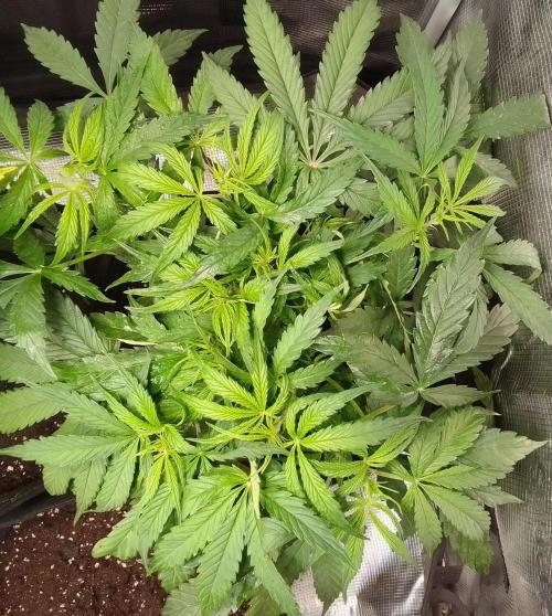 Mars dreams of Amnesia. Week 5 - Day 34