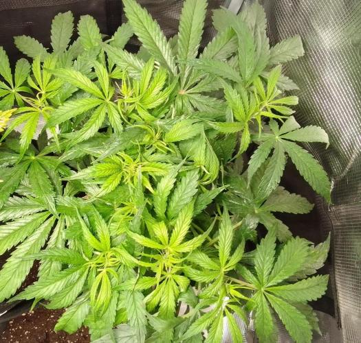 Mars dreams of Amnesia. Week 5 - Day 35