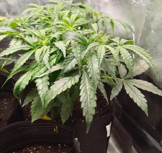 Mars dreams of Amnesia. Week 5 - Day 35