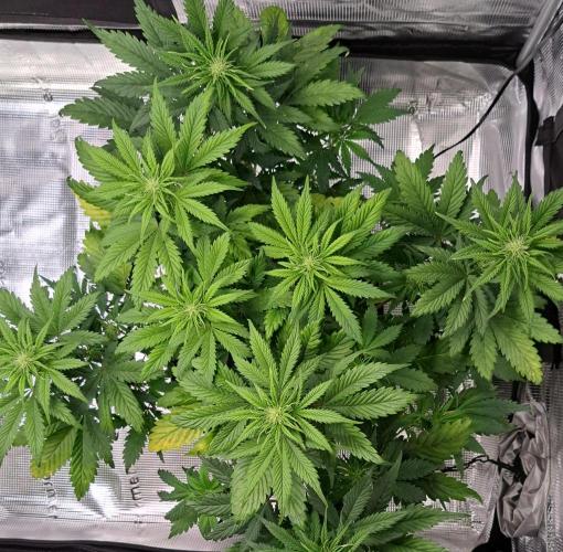 Delighted Diablo is back at Venus. Week 6 - Day 36