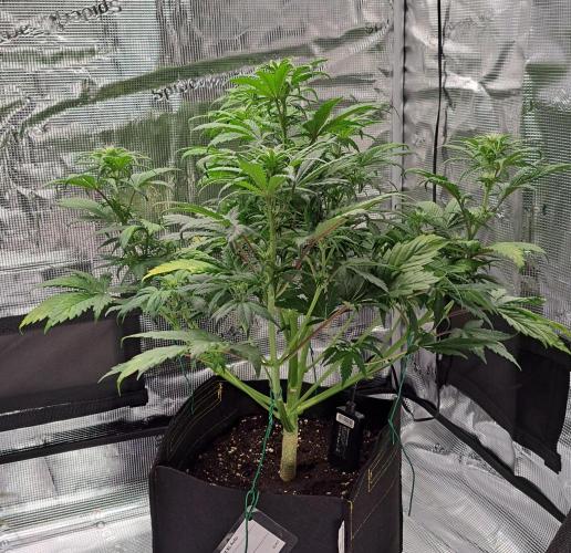 Delighted Diablo is back at Venus. Week 6 - Day 36