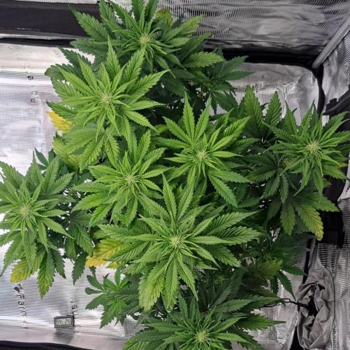 Delighted Diablo is back at Venus. Week 6 - Day 37