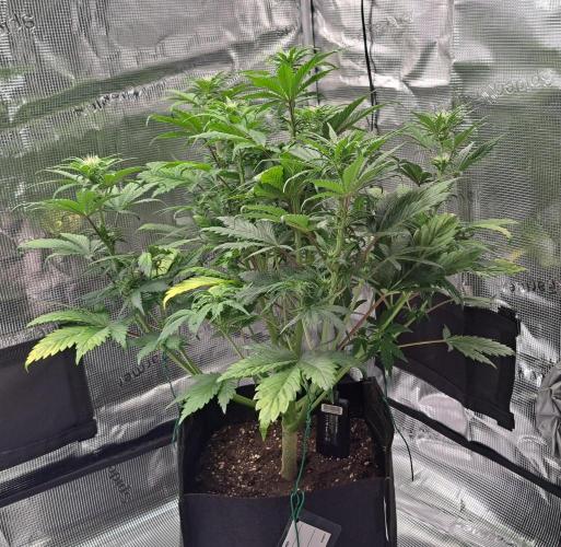 Delighted Diablo is back at Venus. Week 6 - Day 37