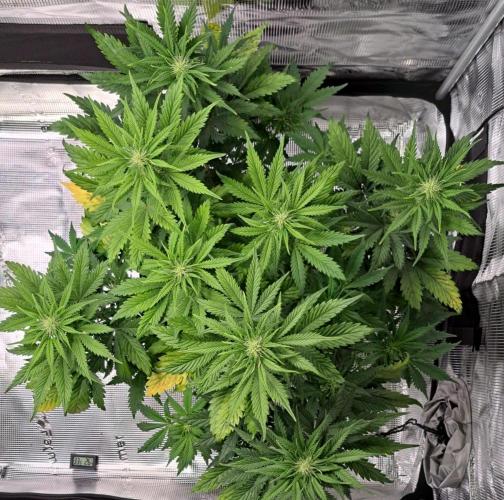 Delighted Diablo is back at Venus. Week 6 - Day 38