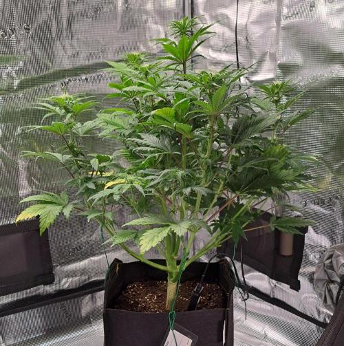 Delighted Diablo is back at Venus. Week 6 - Day 38