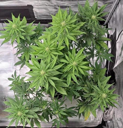 Delighted Diablo is back at Venus. Week 6 - Day 39