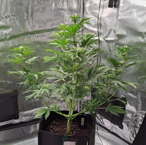 Delighted Diablo is back at Venus. Week 6 - Day 39