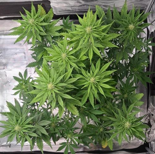 Delighted Diablo is back at Venus. Week 6 - Day 40