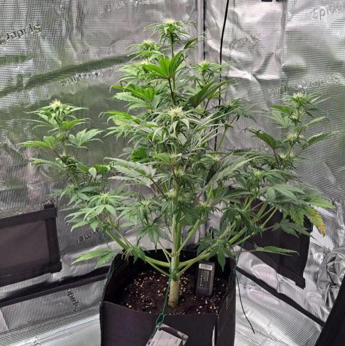 Delighted Diablo is back at Venus. Week 6 - Day 40