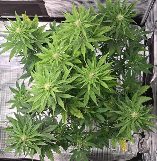 Delighted Diablo is back at Venus. Week 6 - Day 41