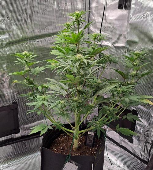 Delighted Diablo is back at Venus. Week 6 - Day 41